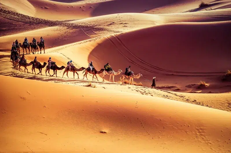 A diverse group of individuals riding camels across a vast, sandy desert landscape under a clear blue sky.While morocco desert tour 