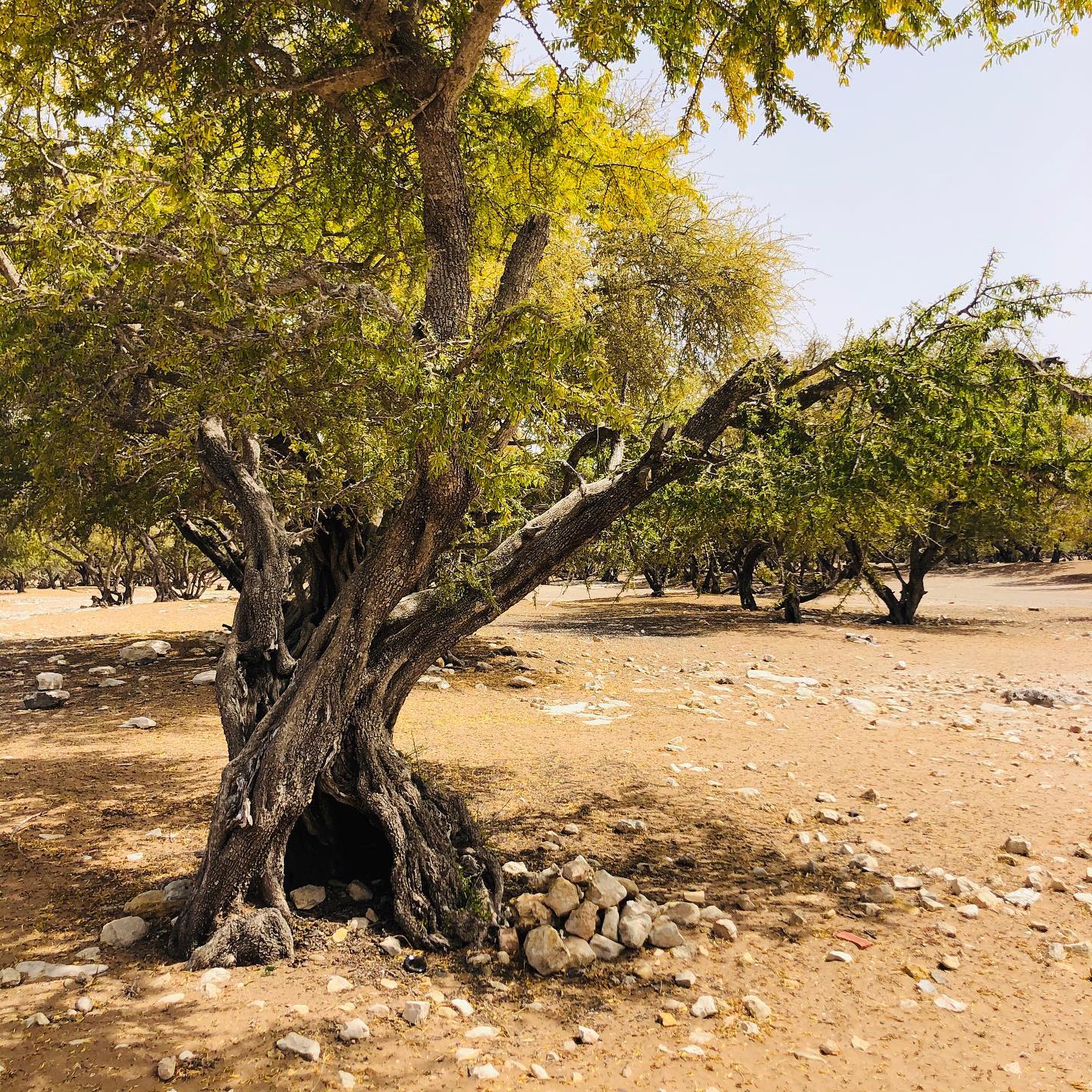 Forêt d'arganiers sur la route d'Essaouira — visite de la coopérative d'huile d'argan