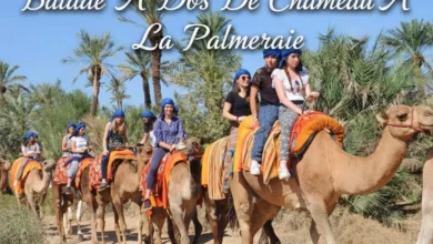 Balade À Dos De Chameau À La Palmeraie