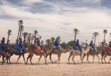 Camel Tours Marrakech Morocco