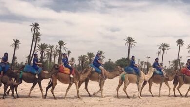 Camel Tours Marrakech Morocco