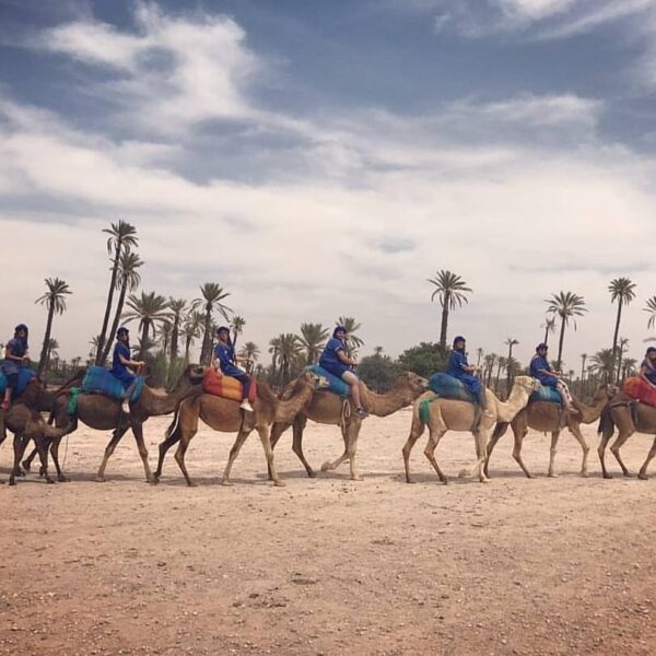 Camel Tours Marrakech Morocco