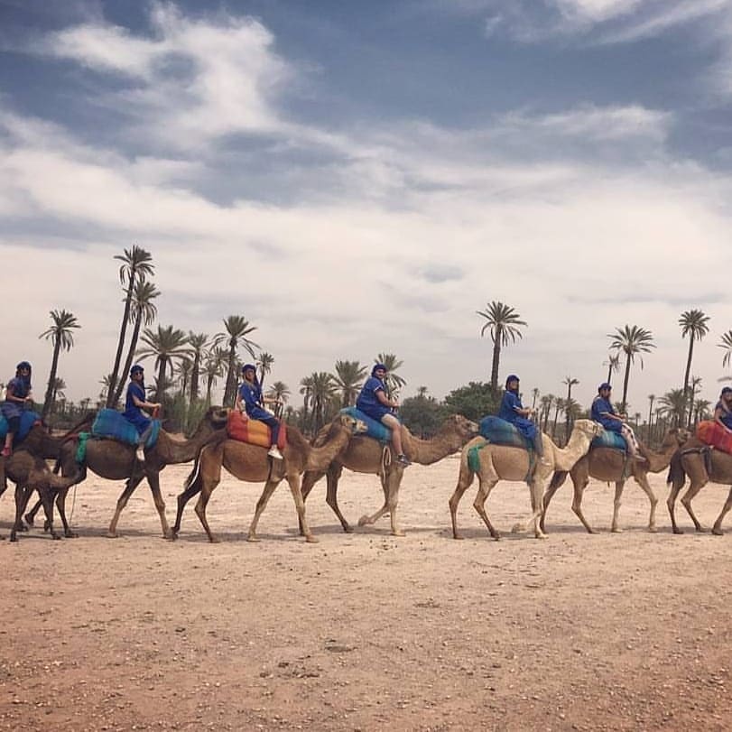 Camel Tours Marrakech Morocco