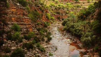 Day Trip From Marrakech to Essaouira and Argan Forest