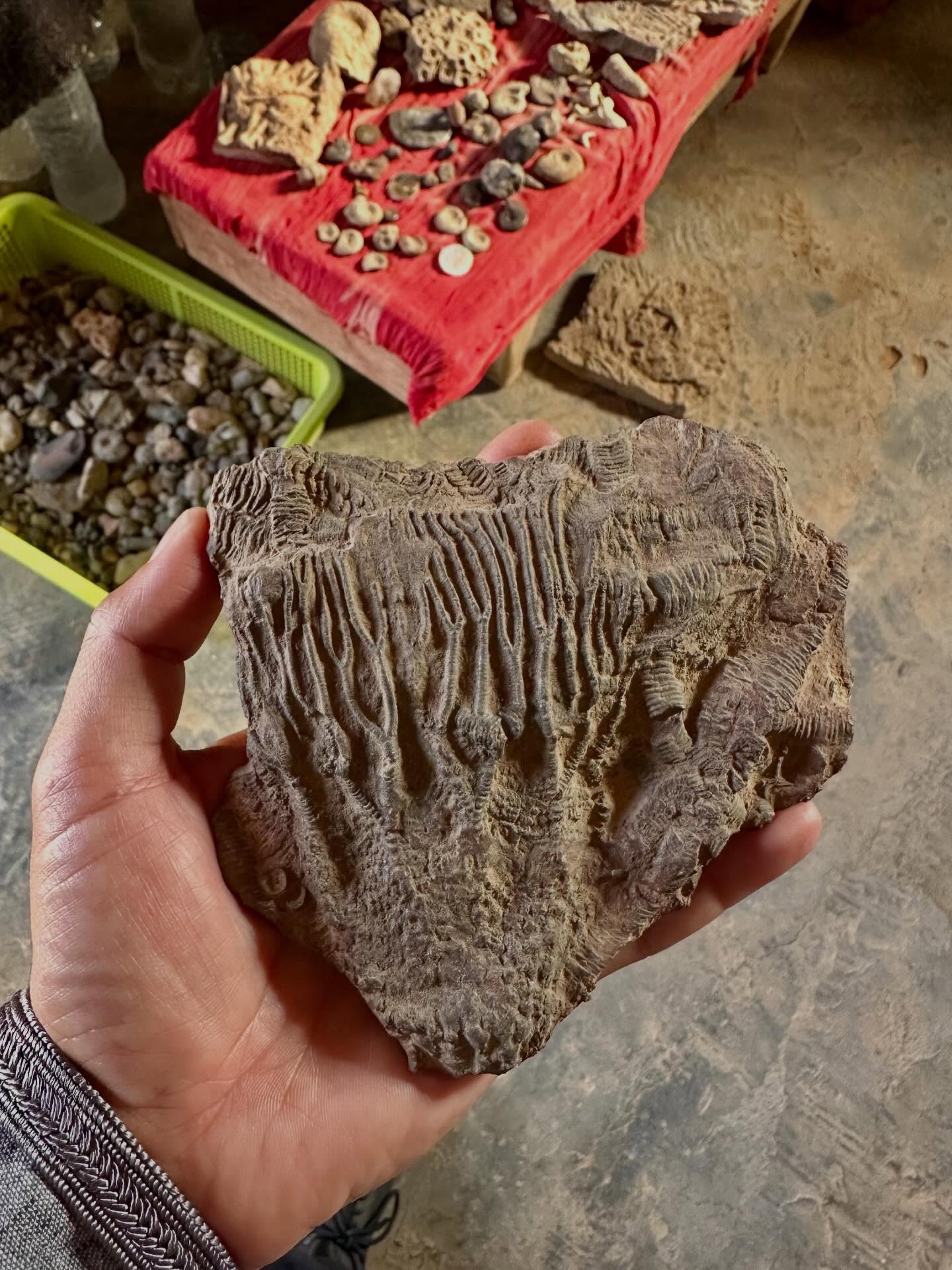 Fossiles marins à Erfoud, artisanat traditionnel
