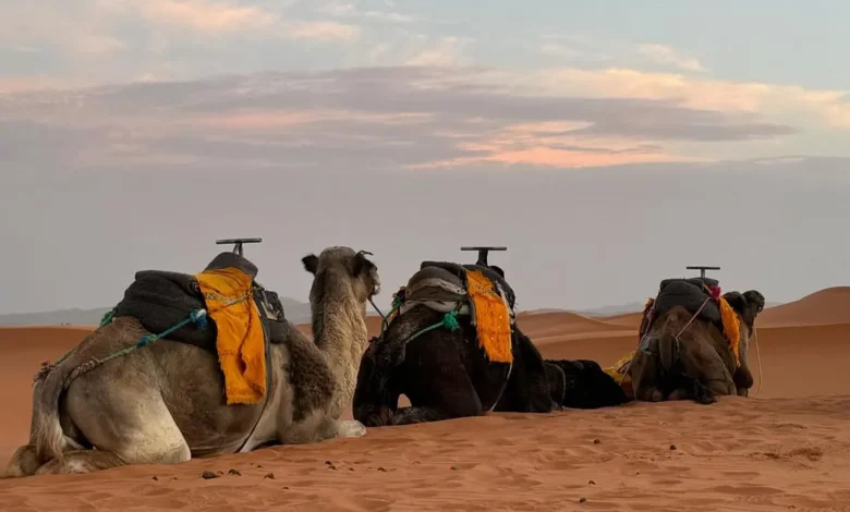 Luxury Morocco Desert Tour