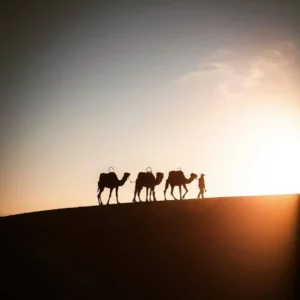 Sunset Camel Ride in the Palm Grove of Marrakech