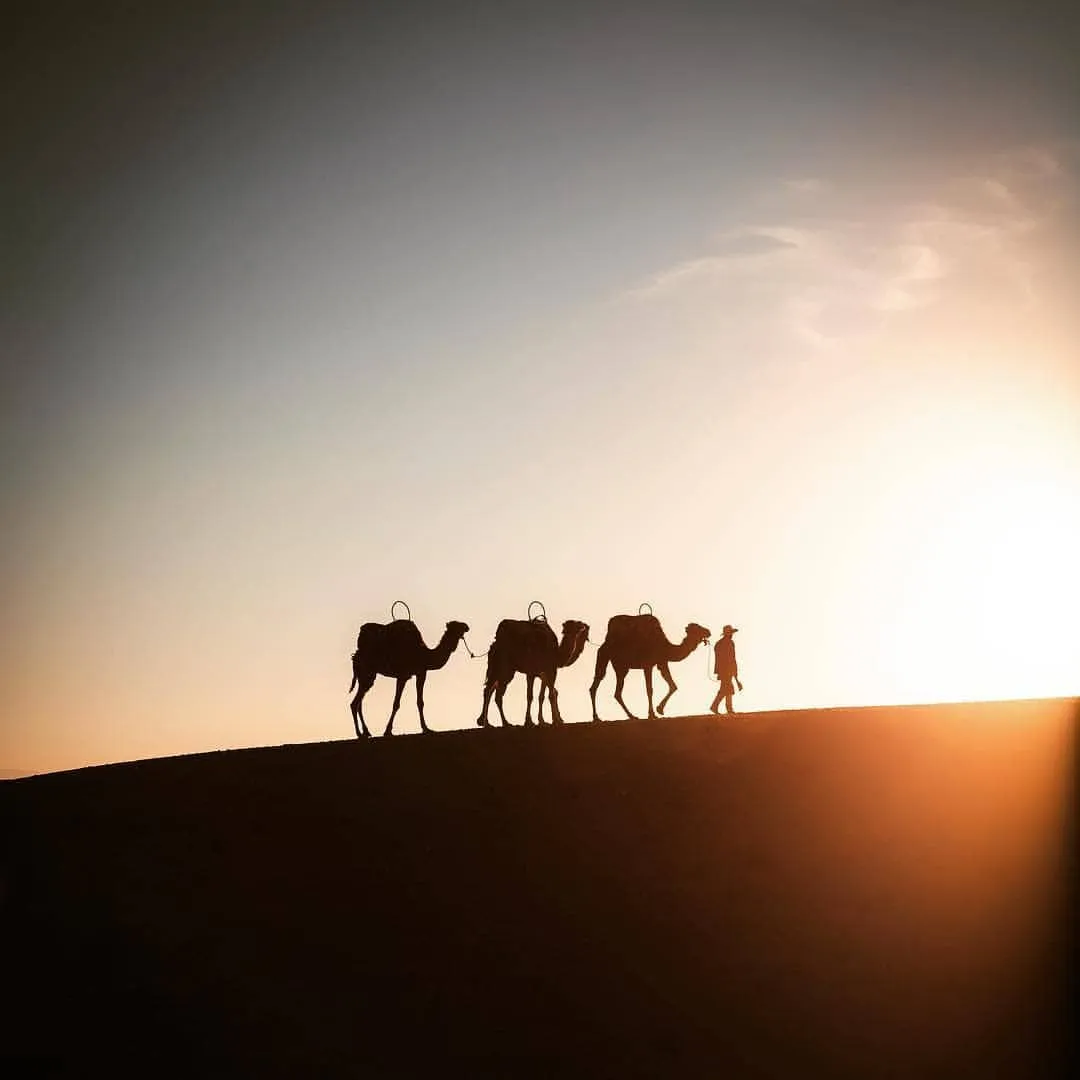 Sunset Camel Ride Palm Grove
