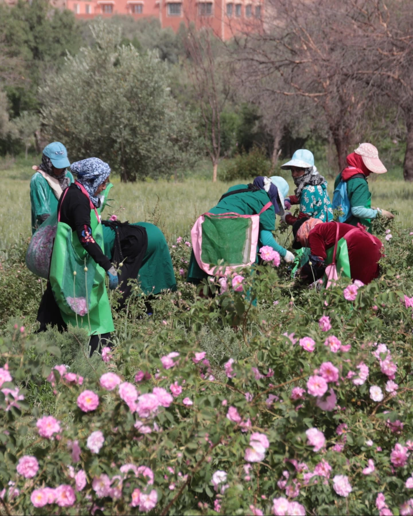 Vallée des Roses à Kalaa Mgouna — champs de roses du Maroc