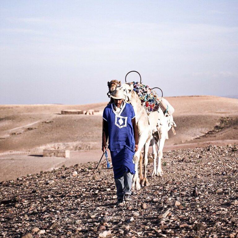 Camel Ride in Agafay