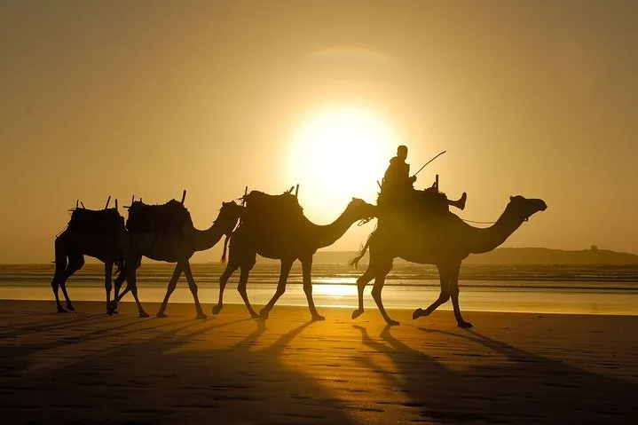 A group of camels walks along the beach during a vibrant sunset, casting long shadows on the sand.