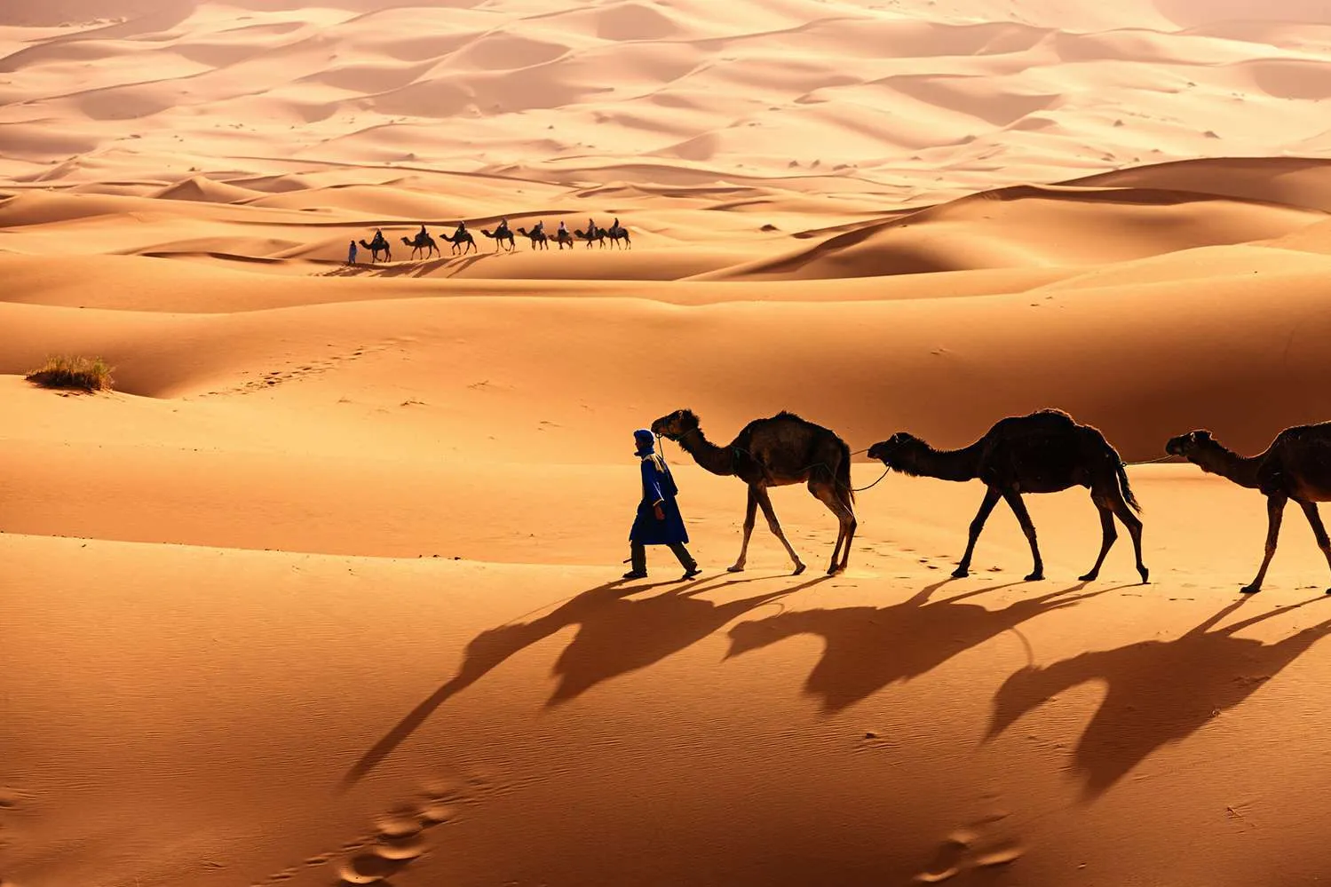 A man walks alongside three camels in a vast desert landscape under a clear blue sky. 5 Days Fes to Marrakech via Desert & Dades Valley