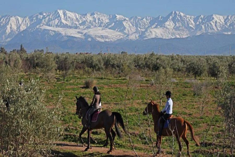 Two people riding horses in a field, with mountains visible in the background under a clear blue sky.Horseback Riding in the Palmeraie