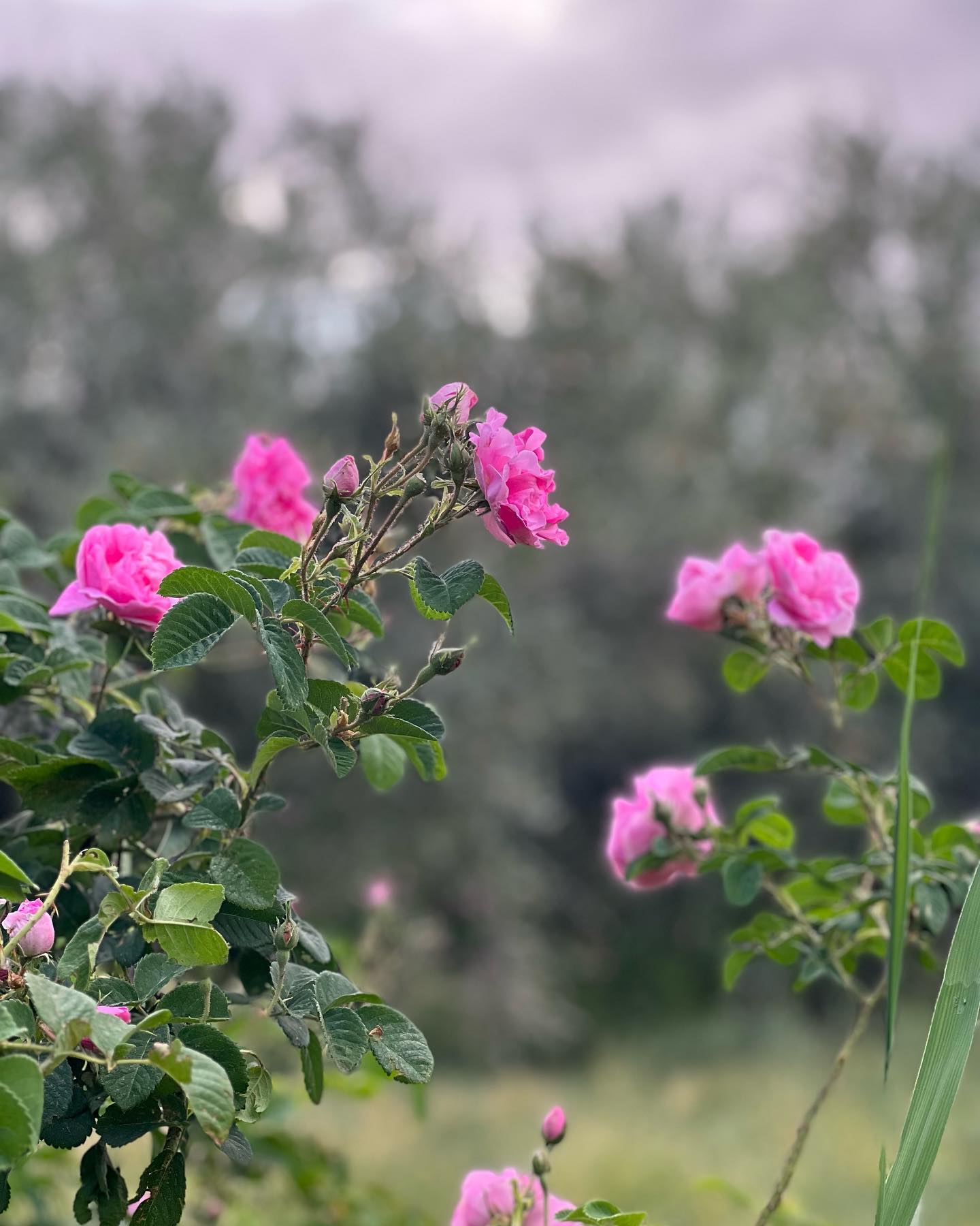 Festival de las Rosas de Kalaat M'Gouna — Valle de las Rosas Marruecos