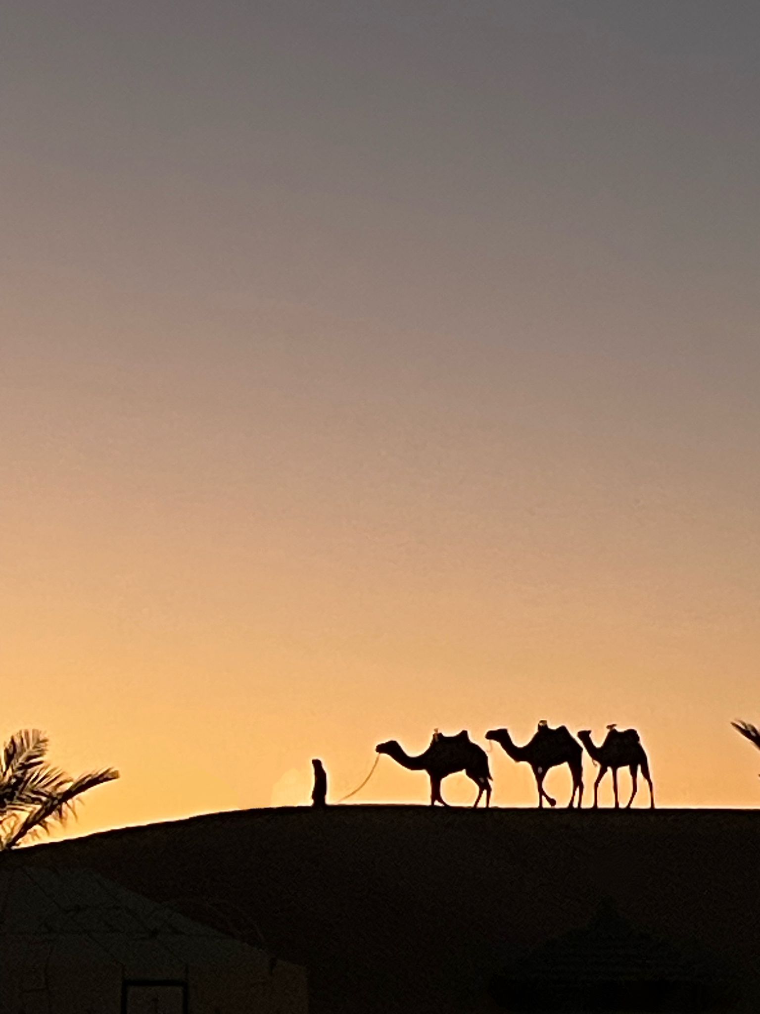 Sunset in Merzouga with camel silhouette Morocco