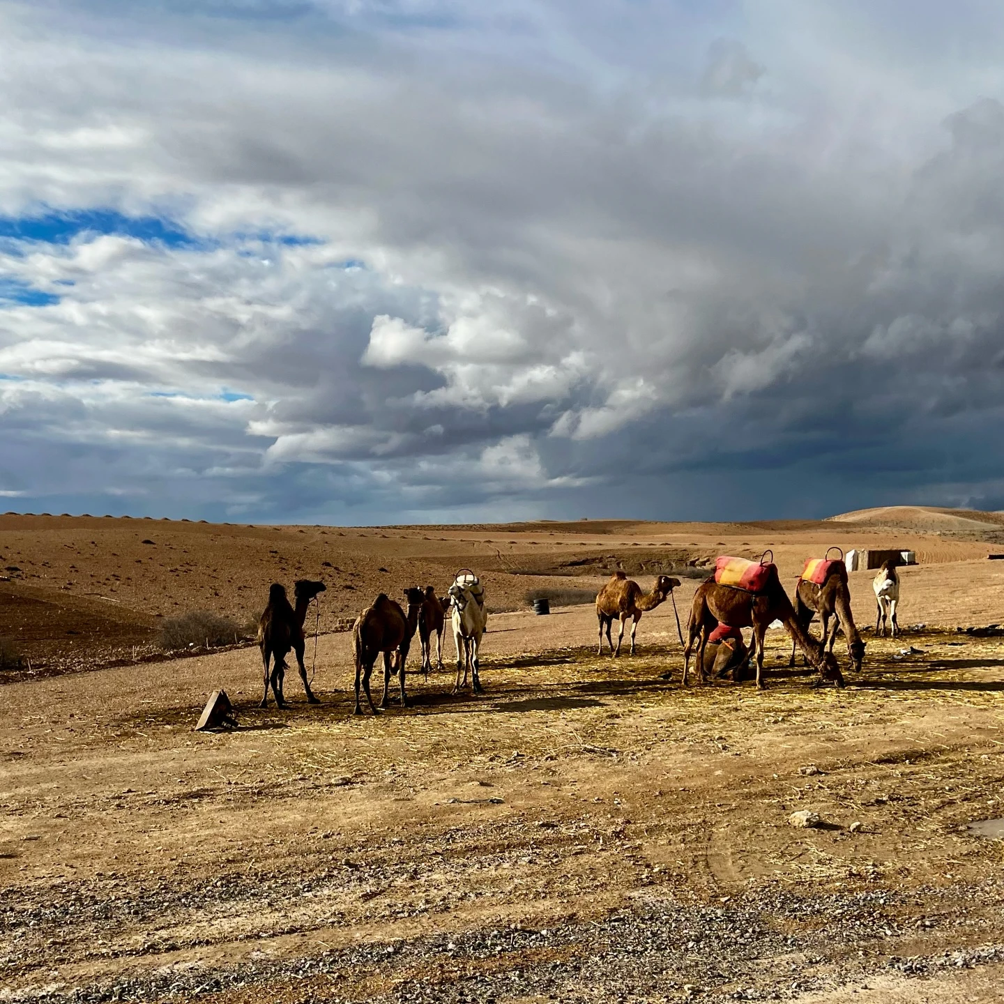Golden stone plateau of Agafay Desert at sunset with the snow-capped Atlas Mountains on the horizon
