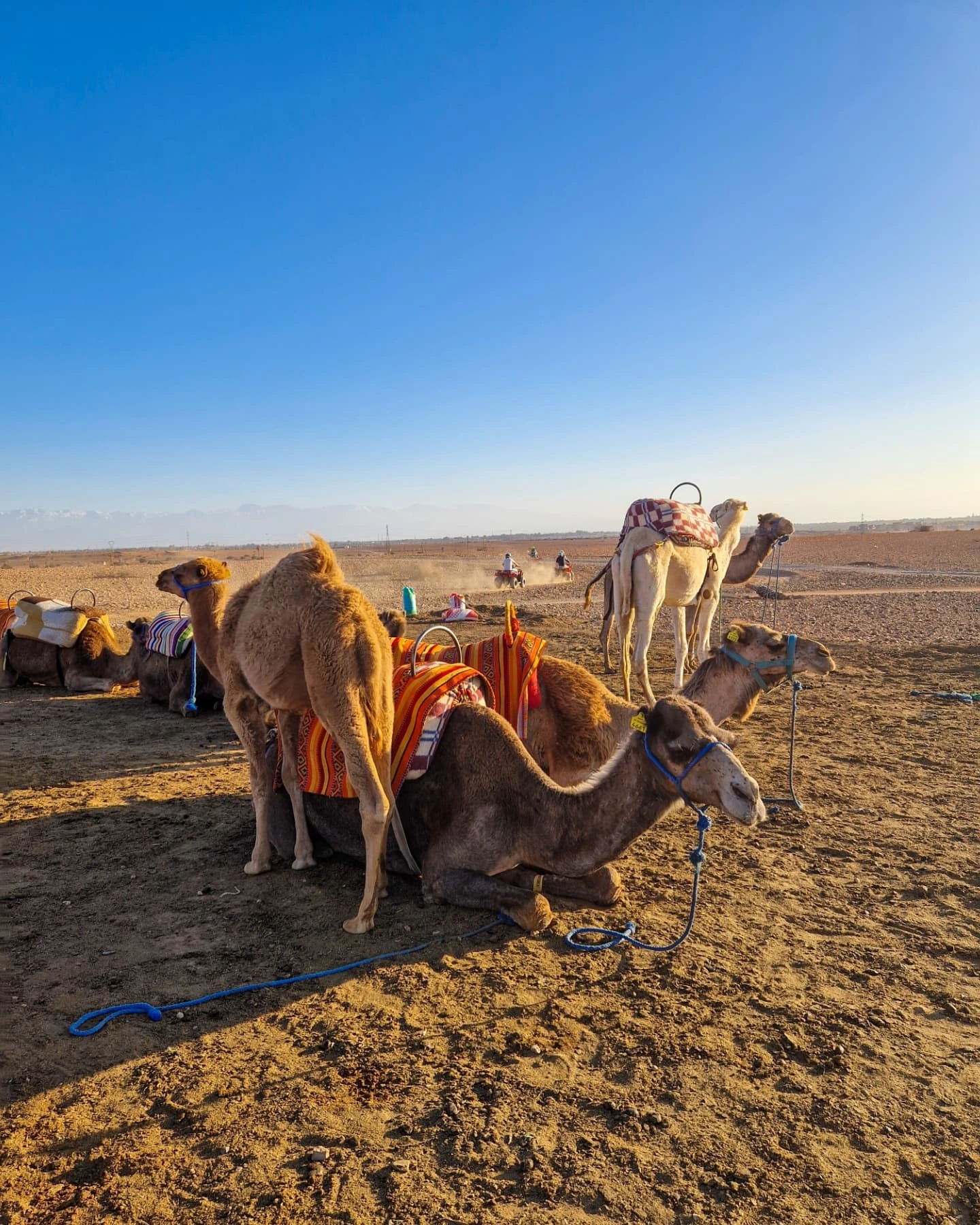 Camel ride in Agafay desert at golden sunset hour near Marrakech