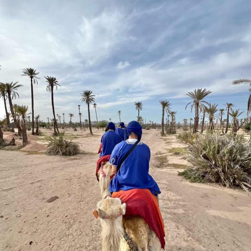 Camel Ride in Marrakech Palmeraie – 2026