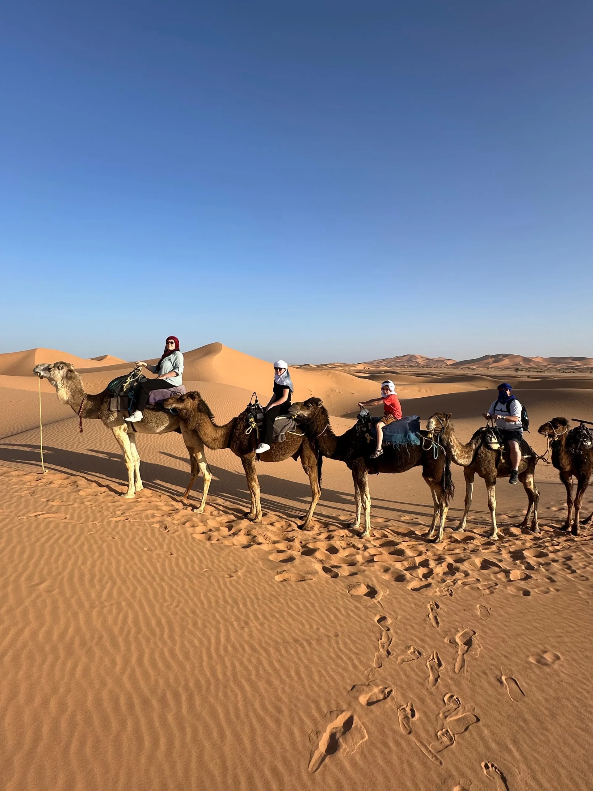 Camel caravan crossing the Sahara Desert dunes at sunset in Morocco