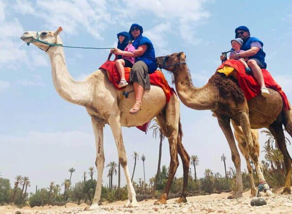 Camel Ride in Marrakech Palmeraie – 2026 - Image 4