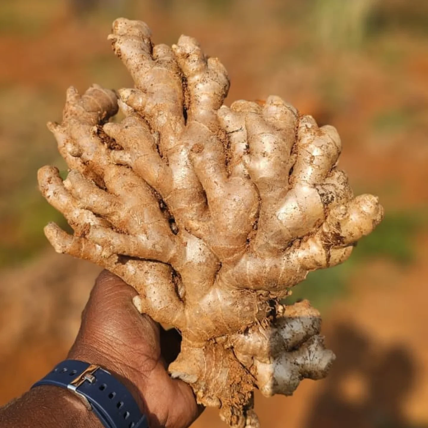 Ginger – Moroccan spice