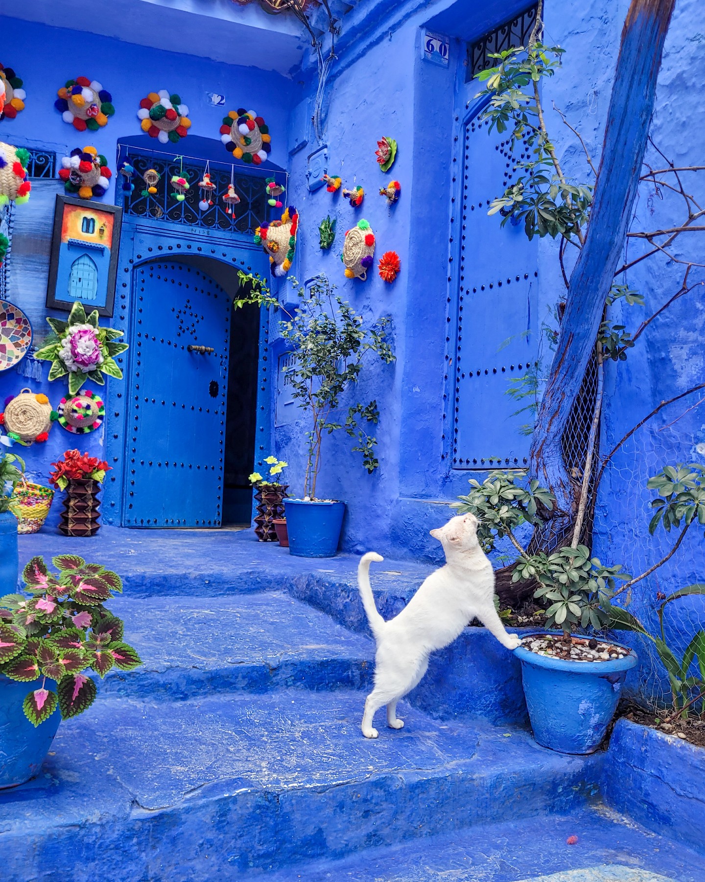 Les rues bleues de Chefchaouen au Maroc à l’aube