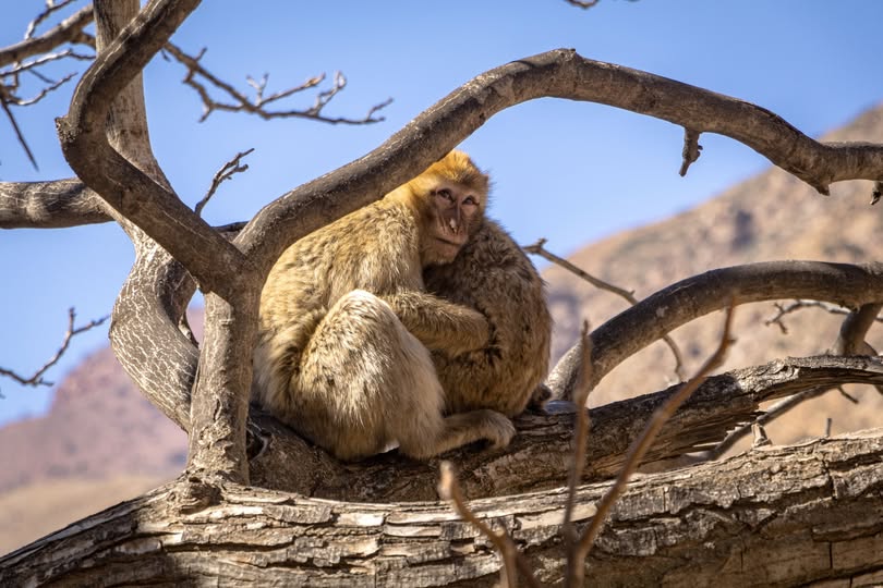 Wild Barbary Macaque monkeys in Ourika Valley High Atlas Mountains Morocco
