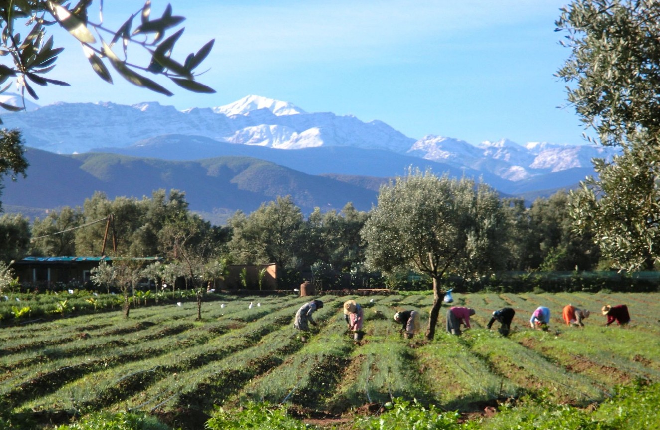 Saffron fields in Ourika Valley with Atlas Mountain terraces in the background