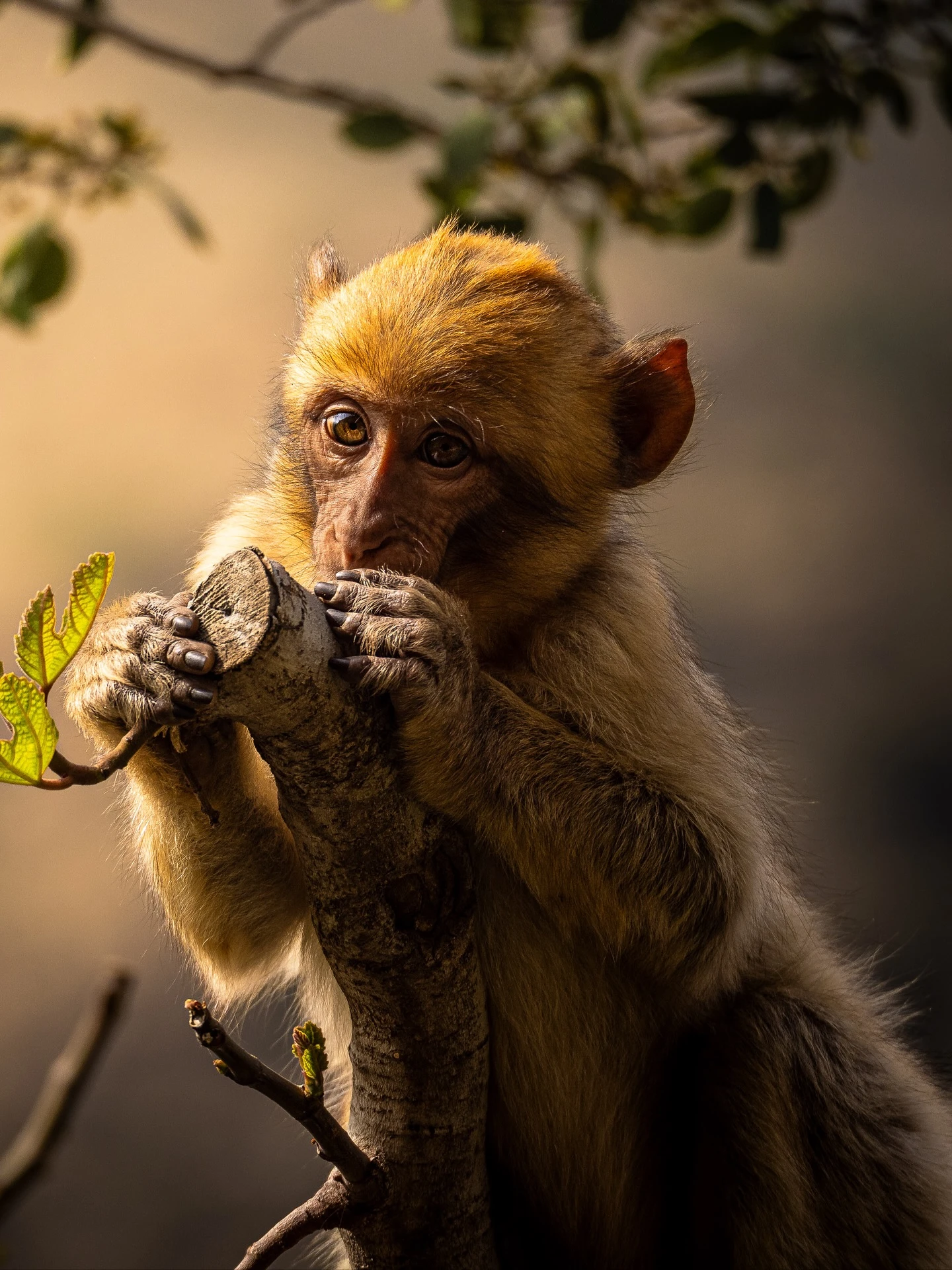 Wild Barbary Macaque resting in the cedar forest of Ourika Valley Morocco