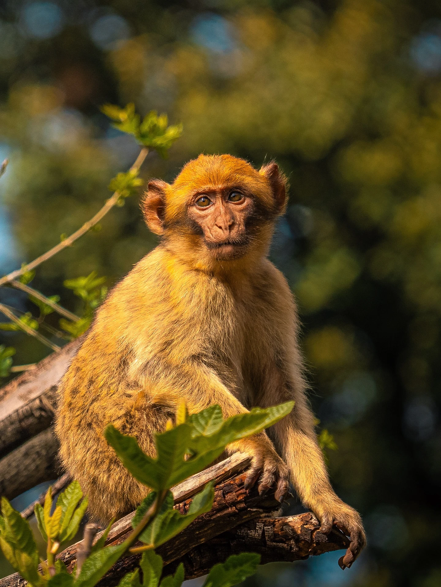 Barbary Macaque foraging in the High Atlas cedar forest near Marrakech