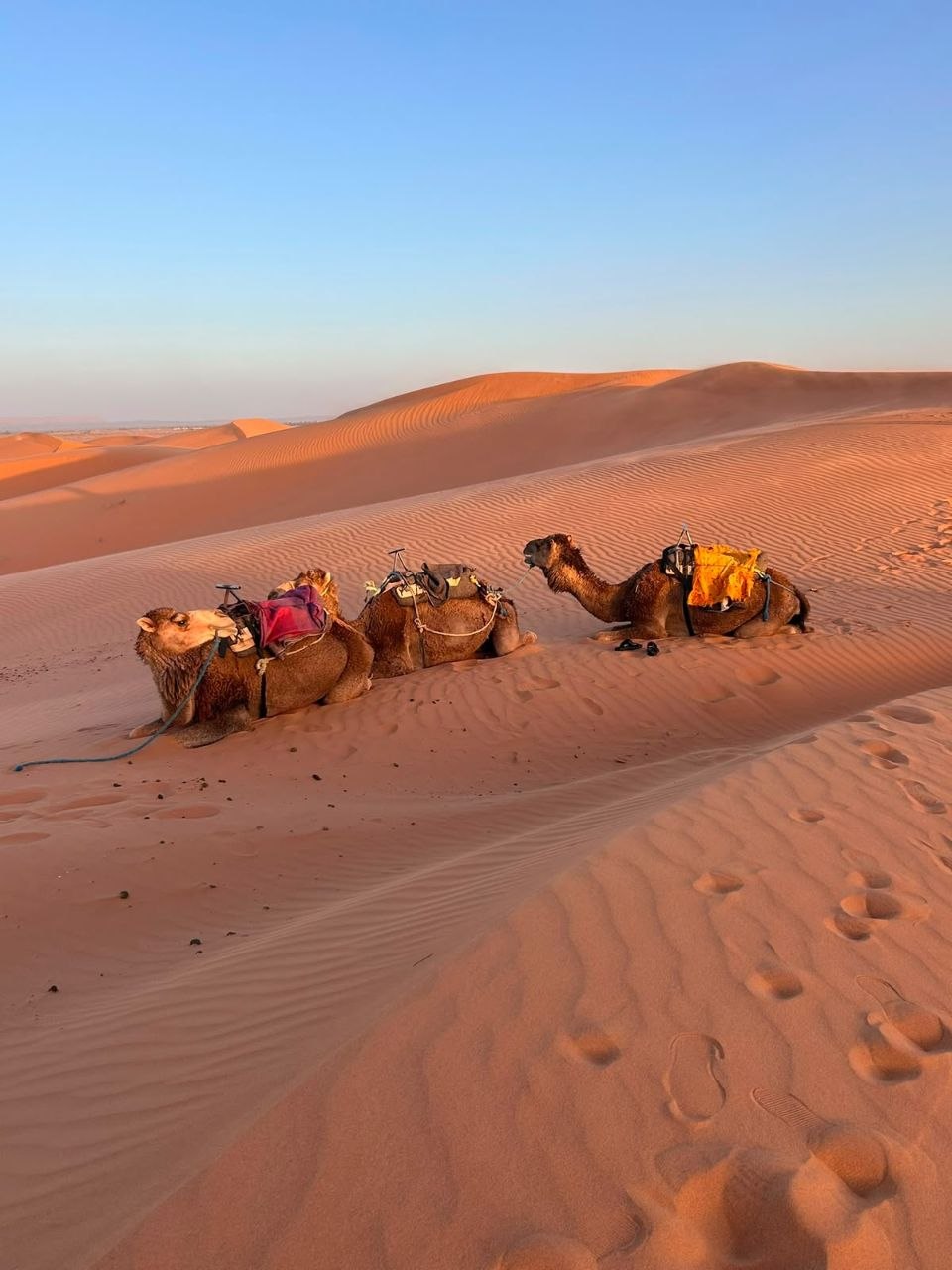 Riding camels in the Sahara near Merzouga