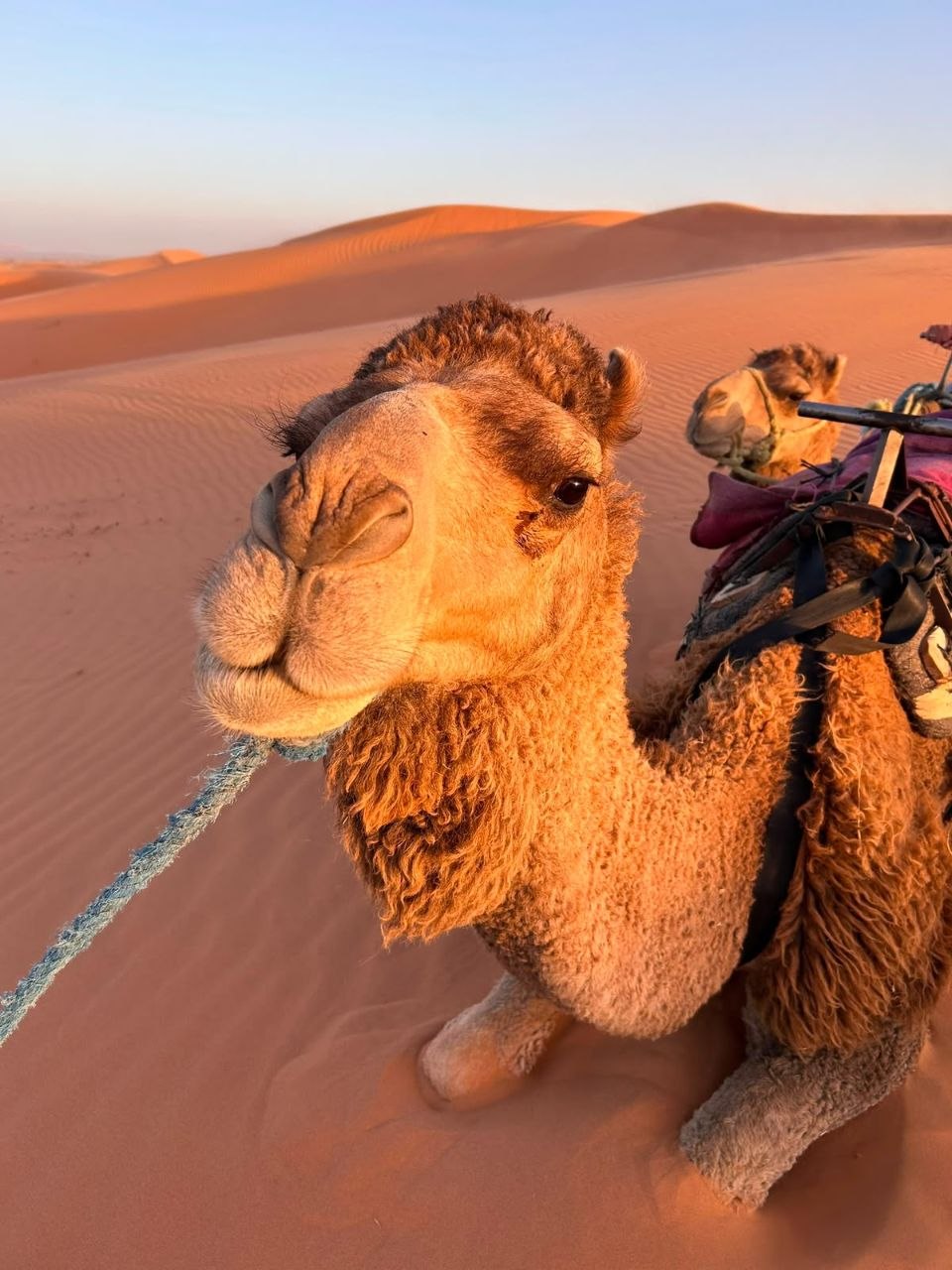 Camel ride through the dunes of Merzouga