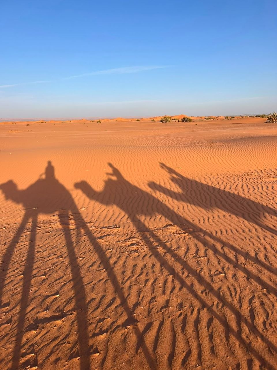 Camels approaching the dunes of Erg Chebbi