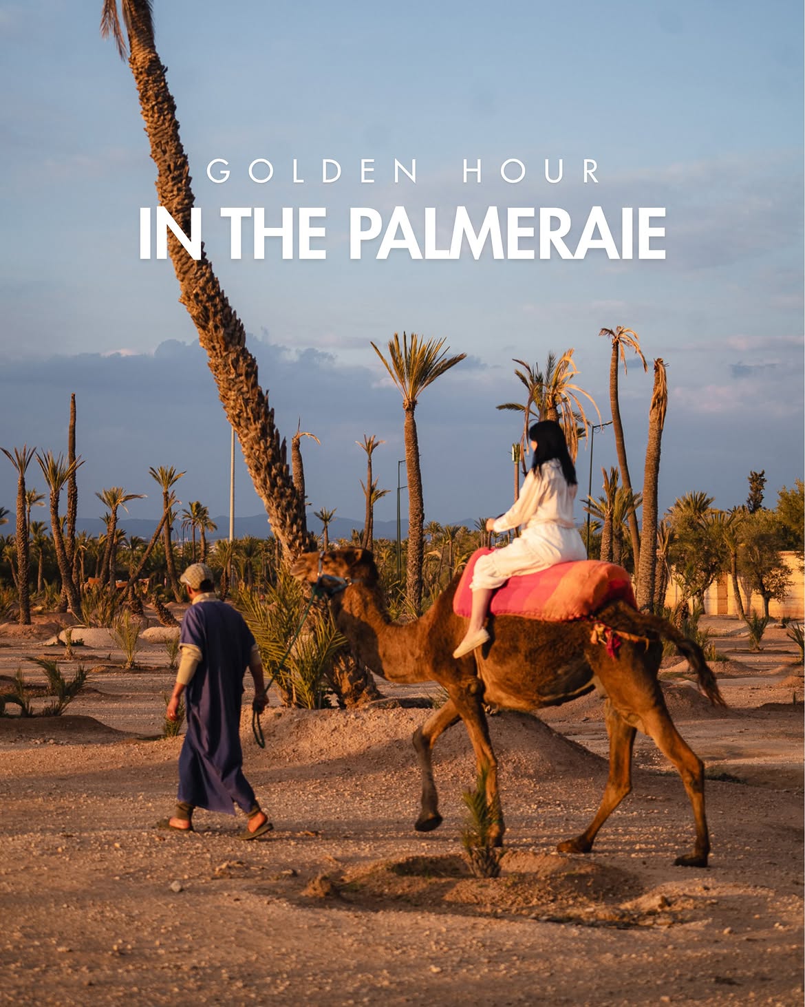 Chameau et cavalier en ombre chinoise parmi les palmiers au crépuscule dans la Palmeraie de Marrakech
