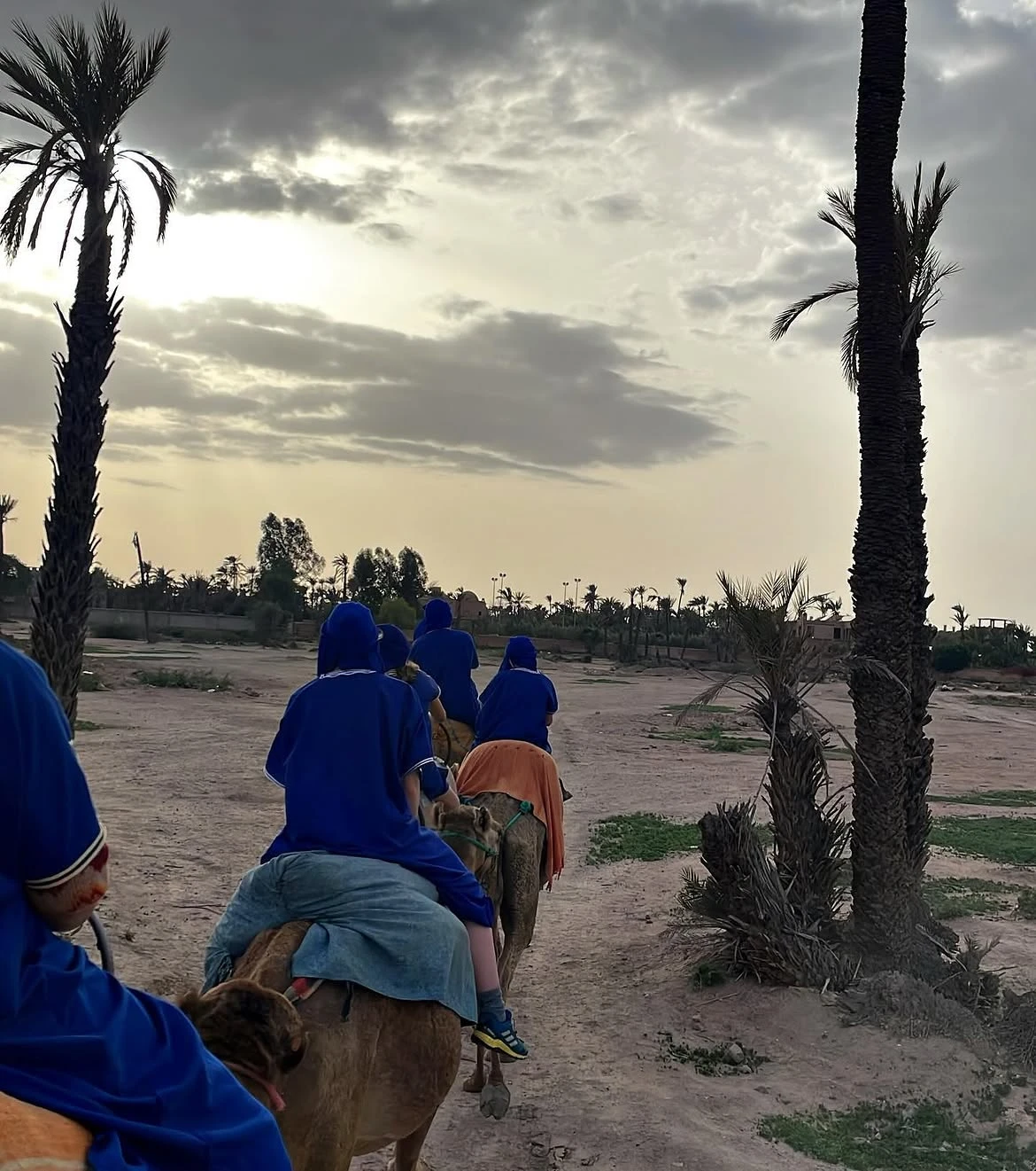 Camel and rider silhouetted among palm trees at dusk in the Marrakech Palm Grove