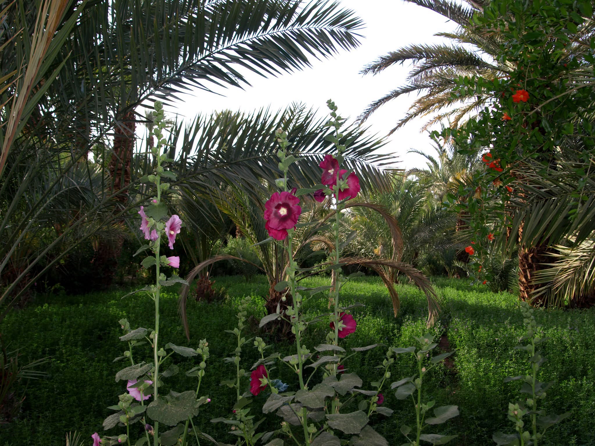 Flower garden and palm trees at the foot of Kasbah Oulad Othmane in Morocco
