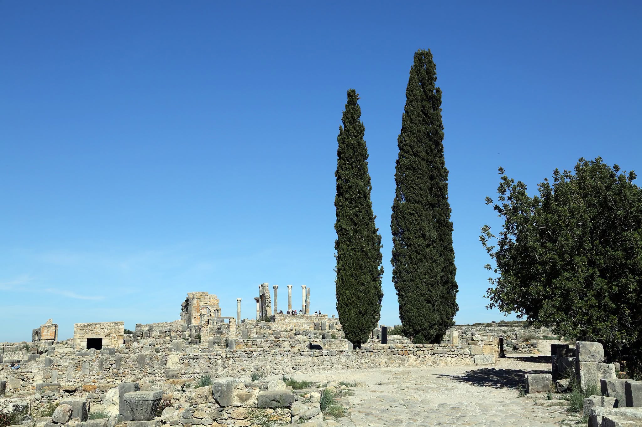 Two cypress trees beside the standing columns of the Capitol at Volubilis